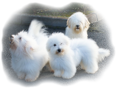 coton dogs